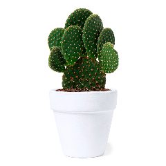 Vaso - Konte – foto 4