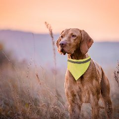 Colar Bandana - Bipols – foto 2