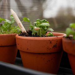 Sprout – foto 7